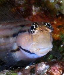 Redsea combtooth blenny taken at Quays site, Ras Mohamed ... by Nikki Van Veelen 